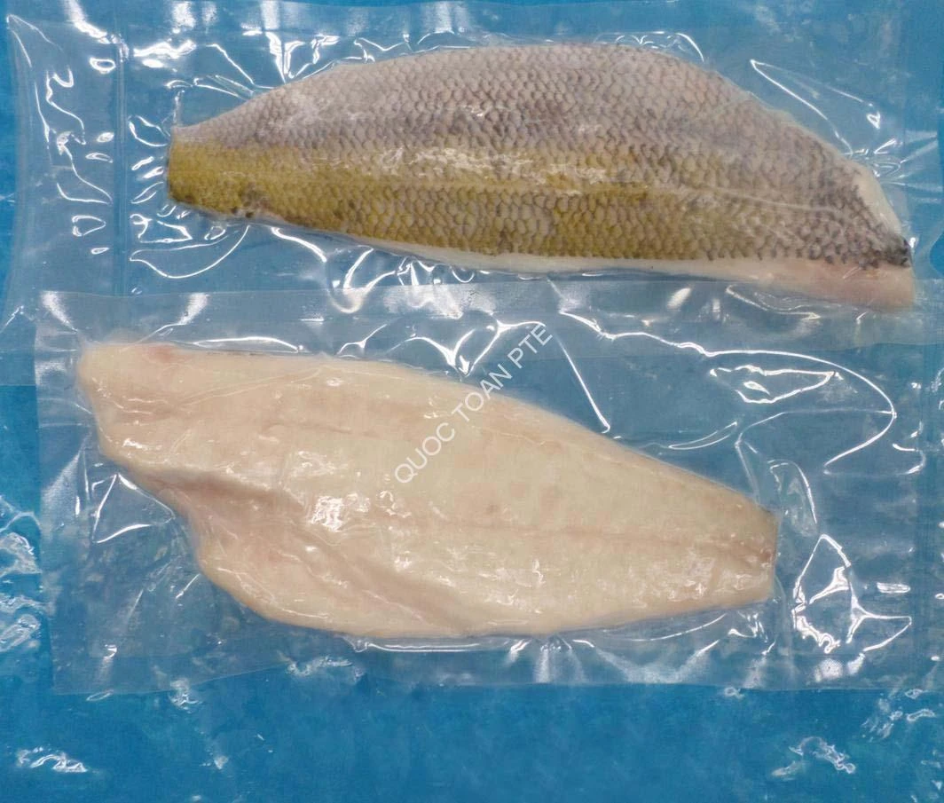 Red Squired Snapper