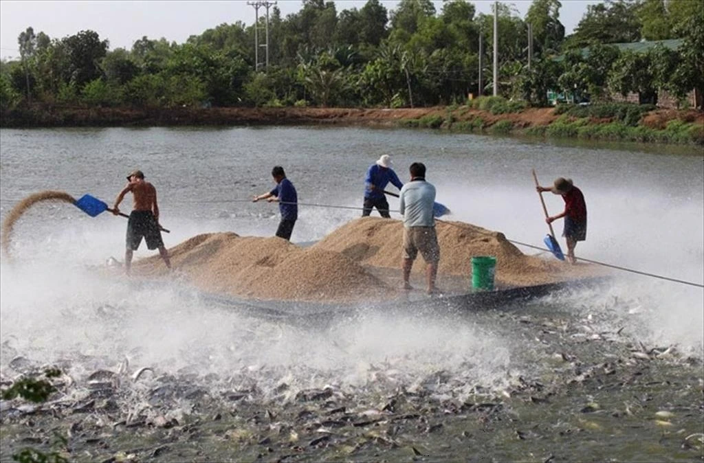 Vinh Long Province Develops Sustainable Pangasius Farming