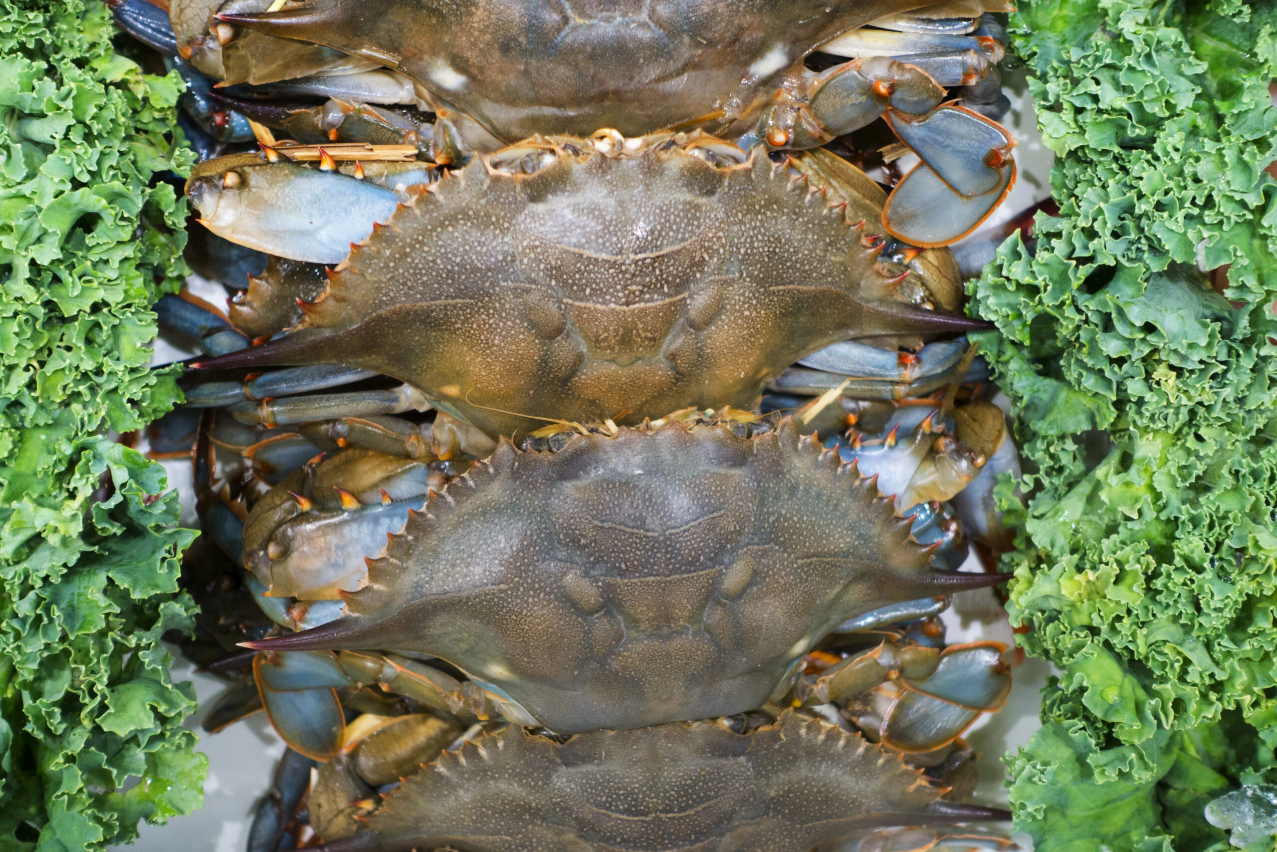 Soft Shell Crab