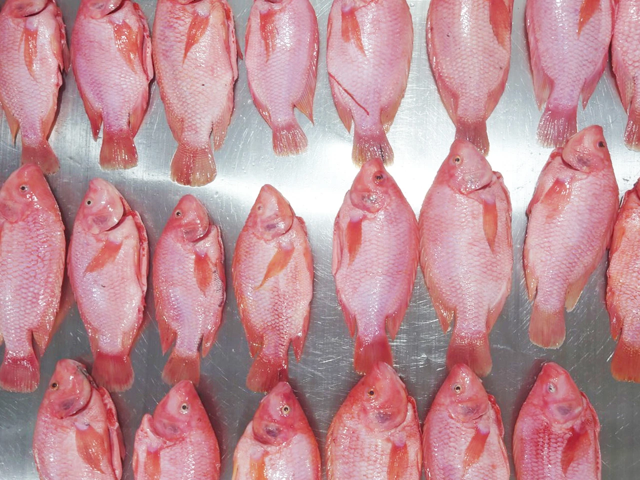 Frozen Red Tilapia