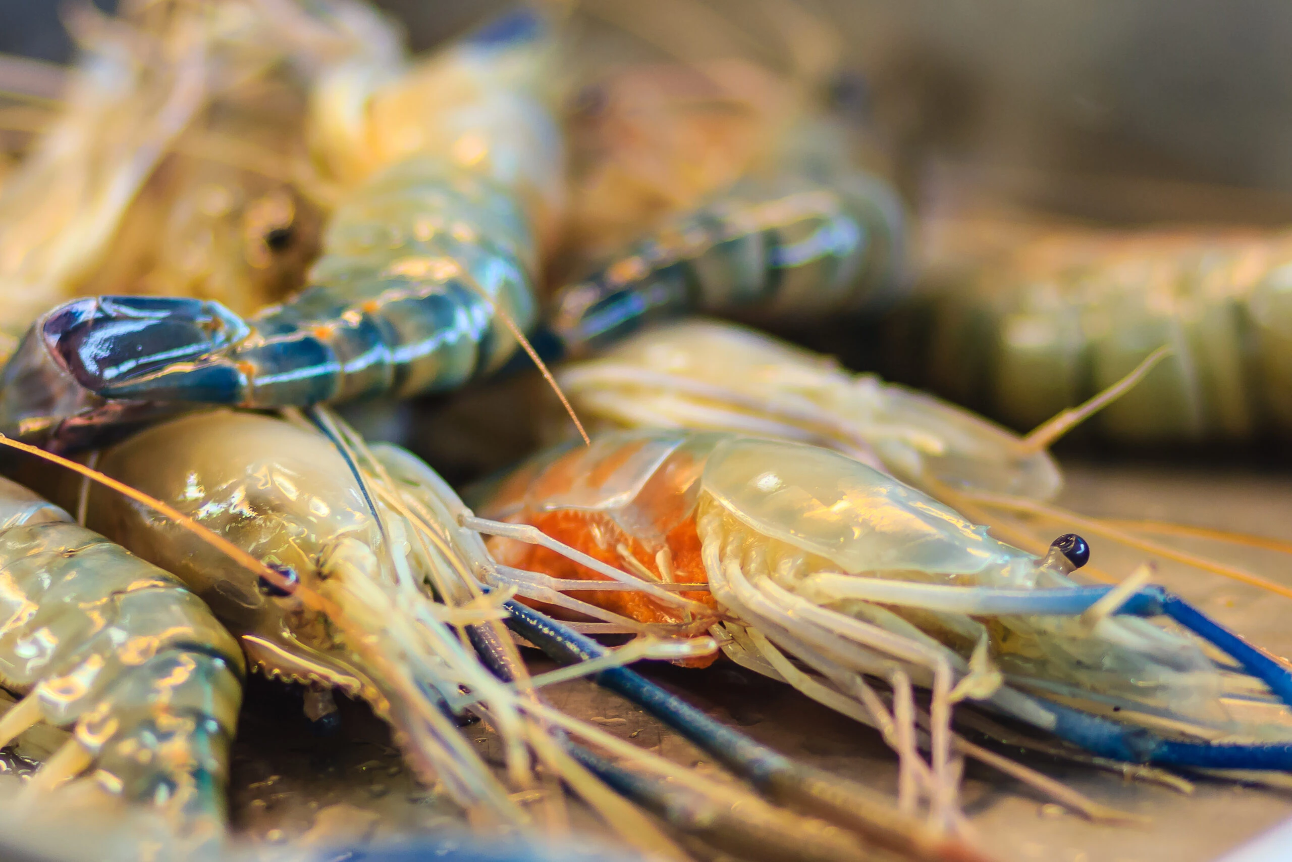 Giant River Prawn