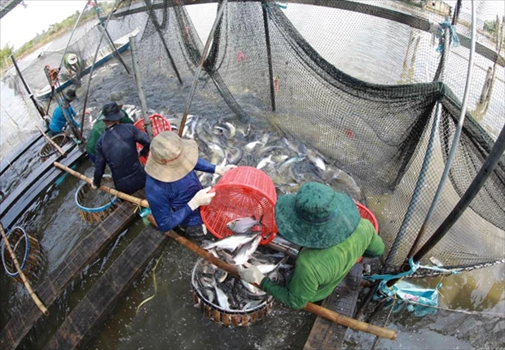 An Giang Province Experiences Record-breaking Aquaculture Harvest in First Quarter of 2024