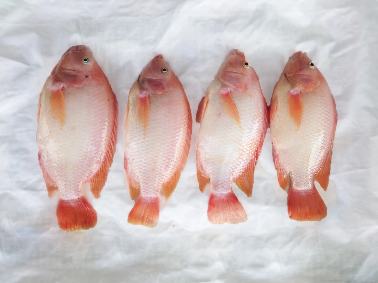 Frozen Red Tilapia