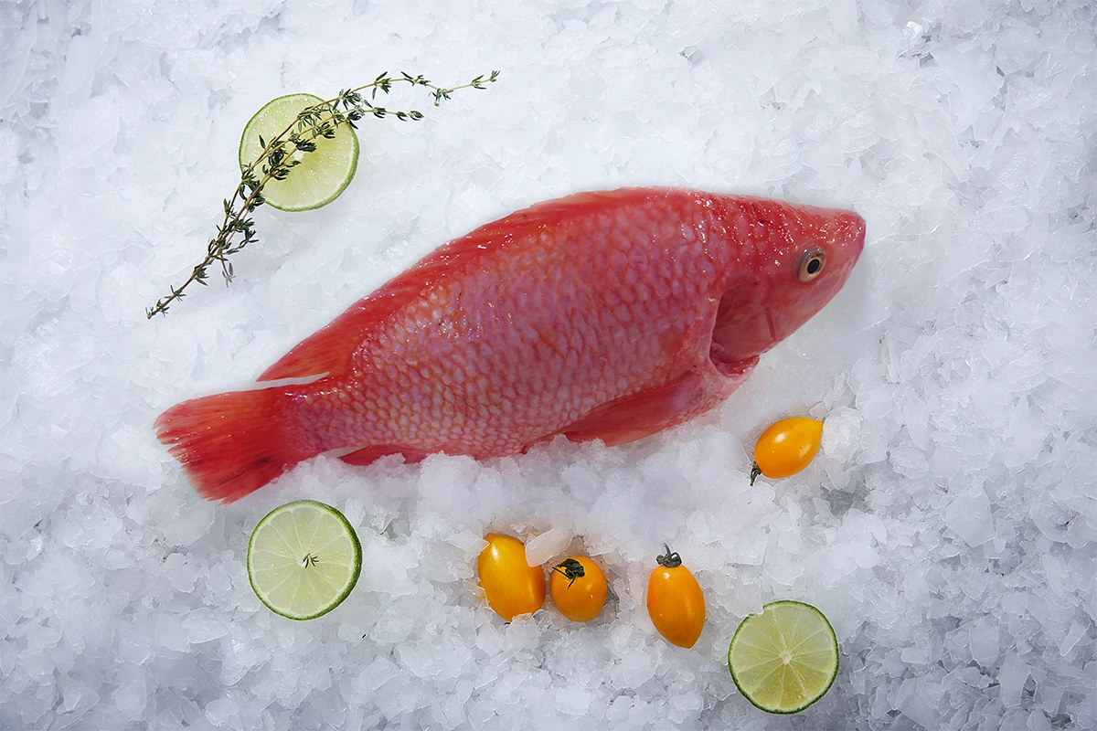 Frozen Red Tilapia