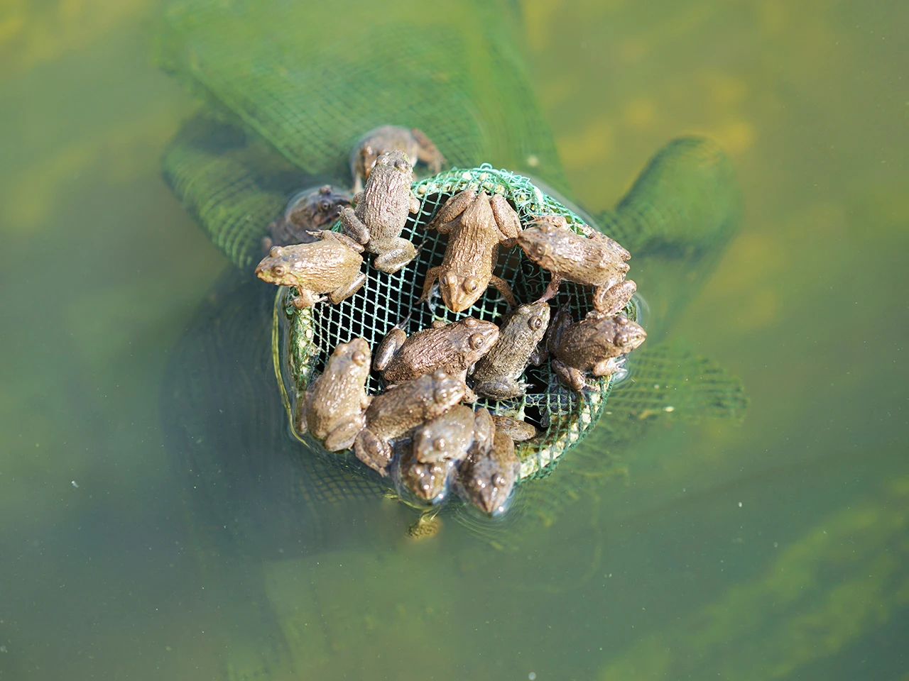 Frozen Frog Legs