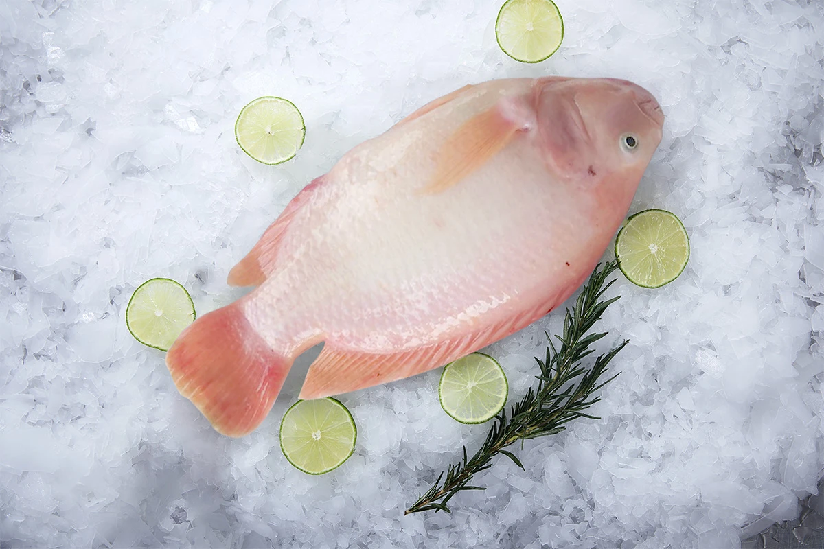 Frozen Red Tilapia