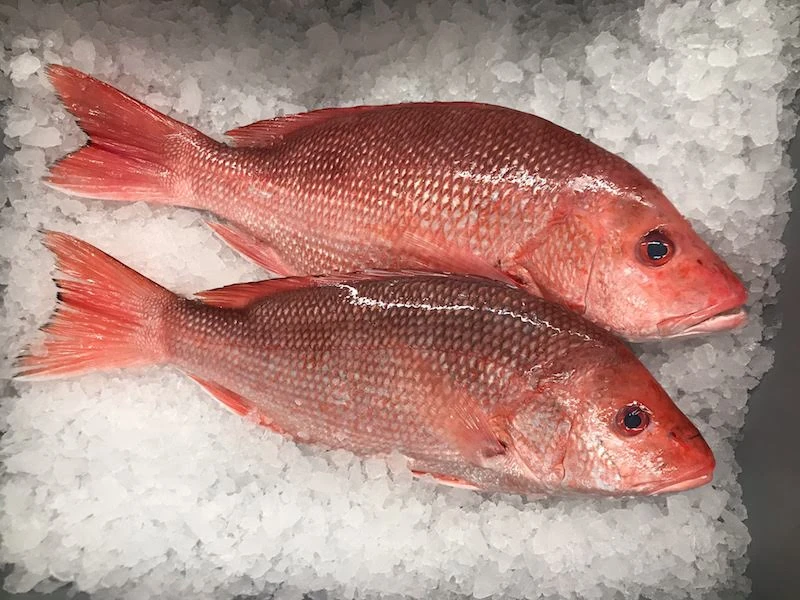 Red Snapper