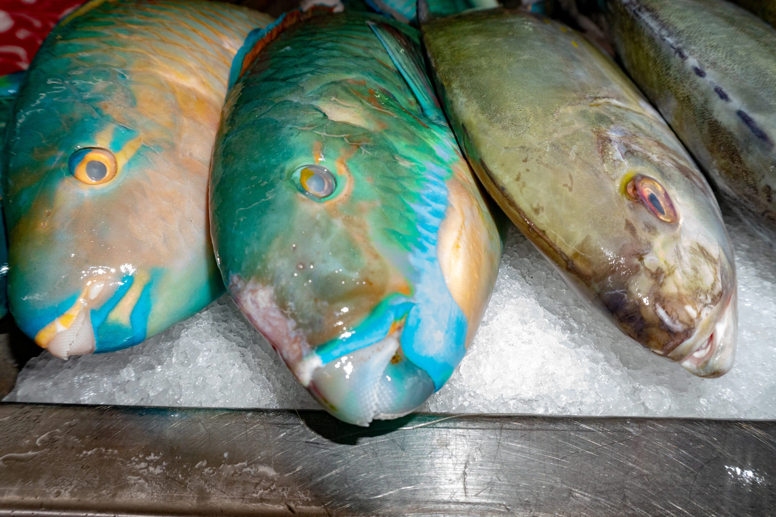 Parrot Fish