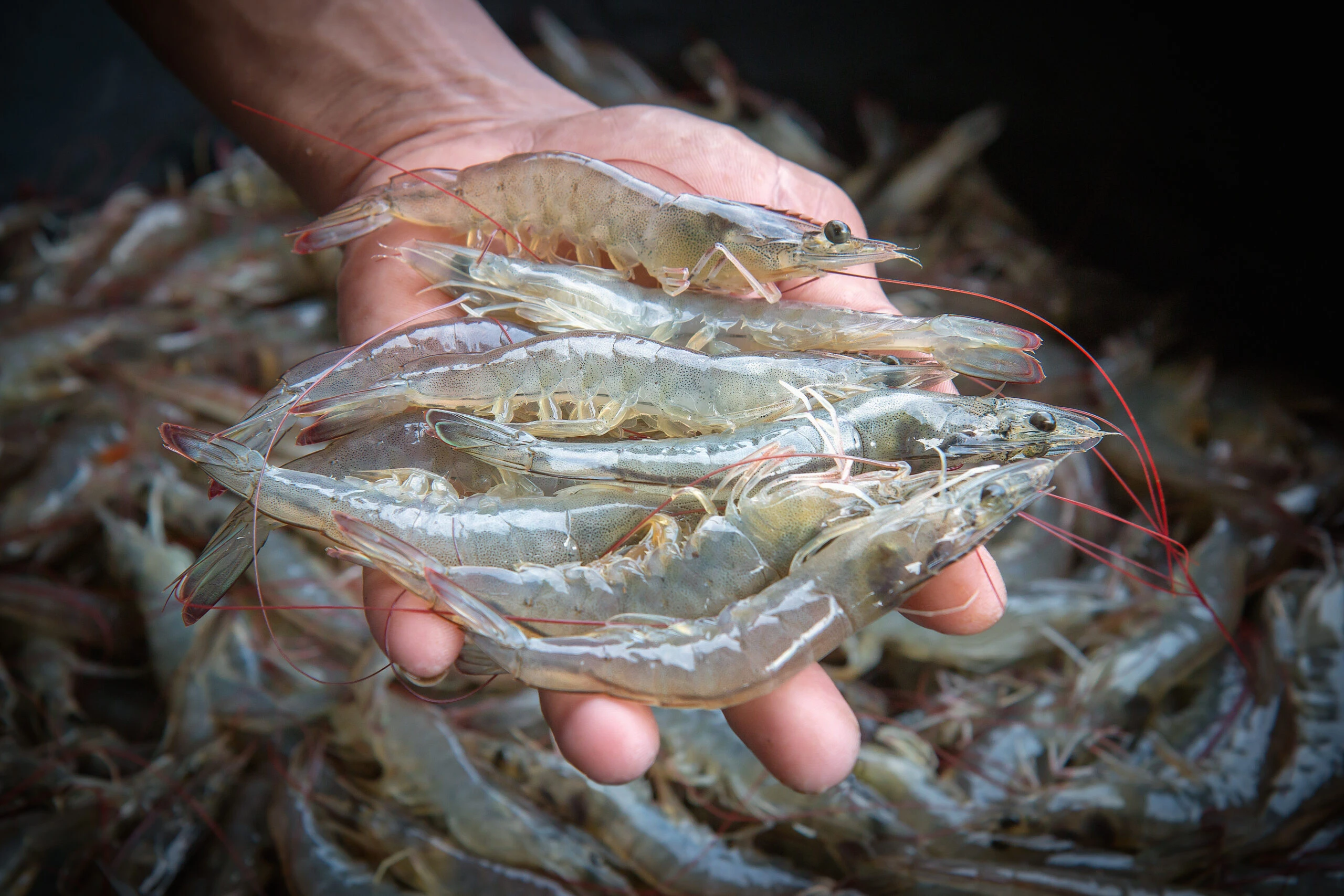 Fresh Water Shrimp