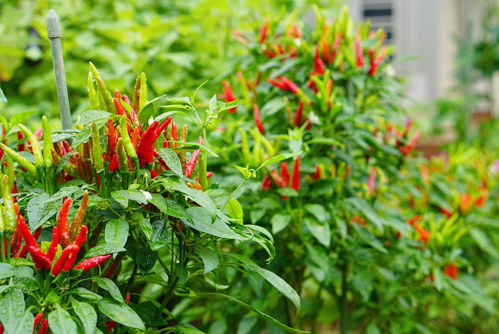 Chilli pepper exports jump 53% in Q1