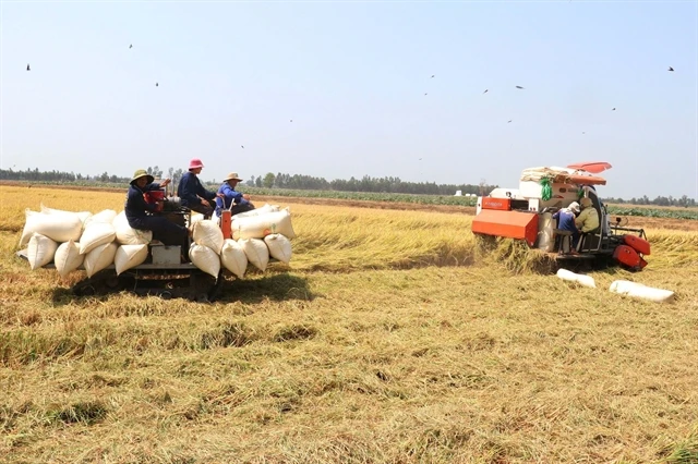 Vietnam earns $1.43b from rice exports in Q1