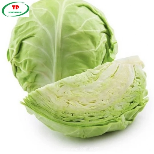 Cabbage