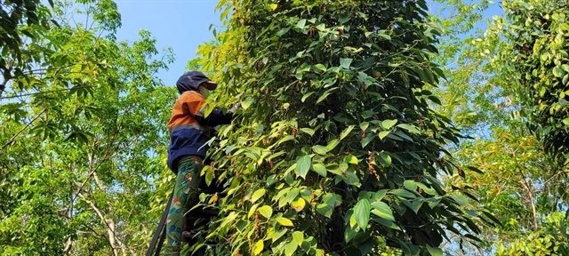 Conference promotes sustainable development of Vietnamese pepper and spices