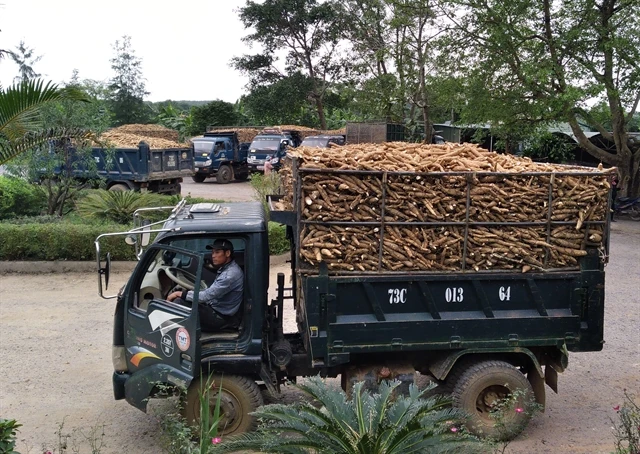 Vietnam eyes $2 bilion in cassava export on China’s import demand
