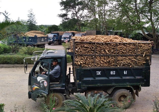 Vietnam targets $2 billion in cassava exports due to China's import demand.