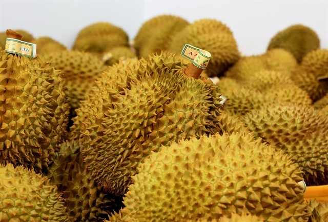 Durian emerging as 'golden fruit' among Vietnam's exports