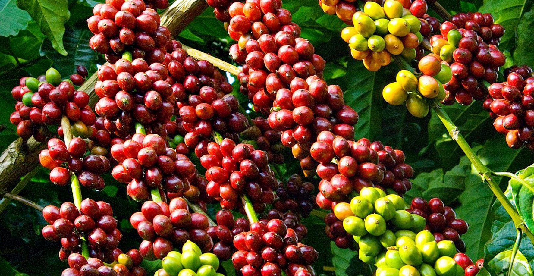 Vietnam – EU’s second biggest coffee supplier in 2023