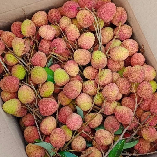 Lychee