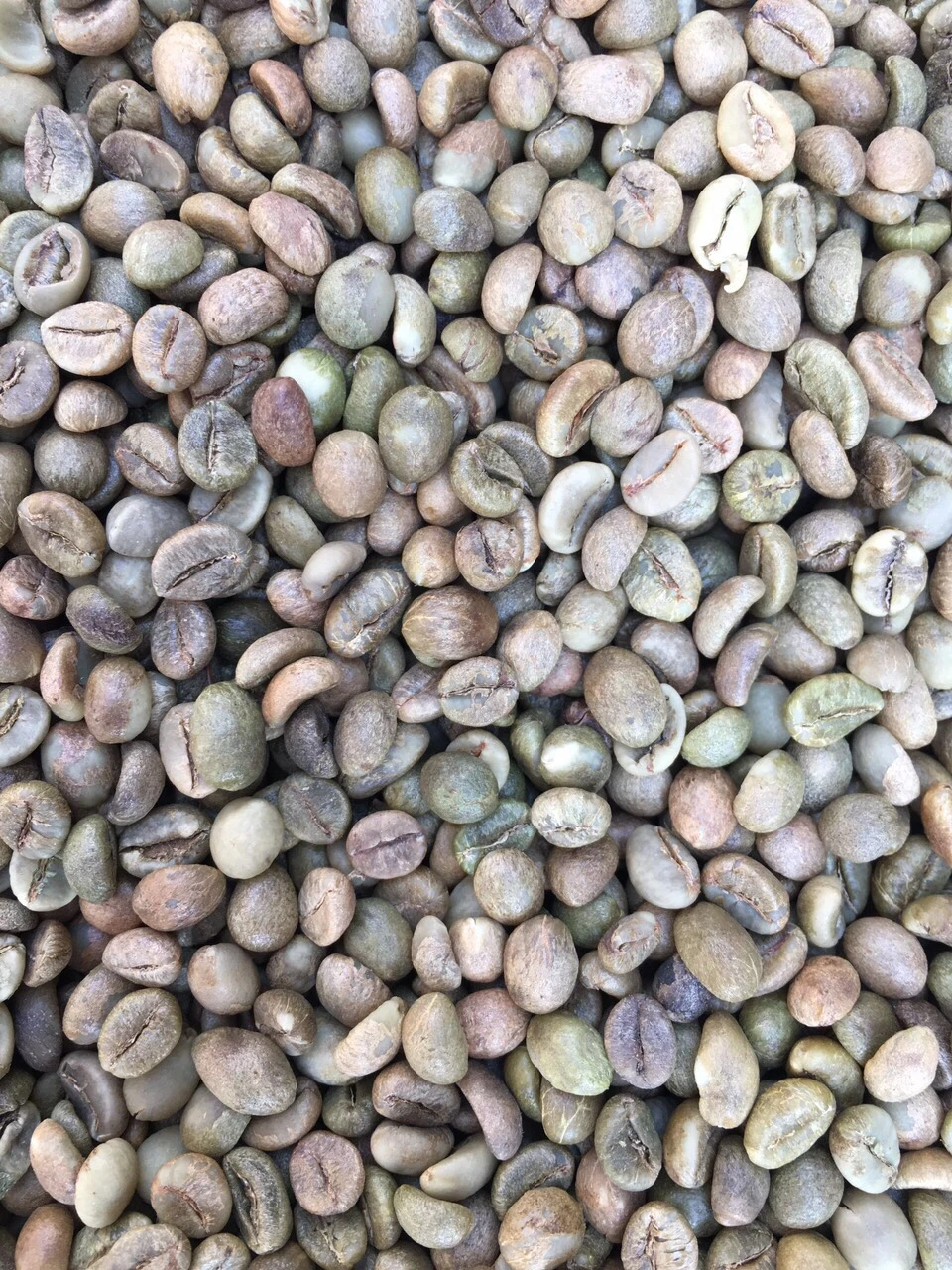 Cleaned Robusta Green Coffee Beans