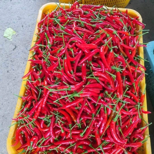 Red Chilli Fresh