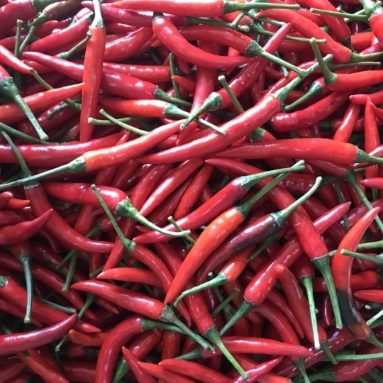 Red Chilli Fresh