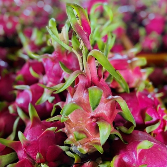 Viet Nam Dragon Fruit