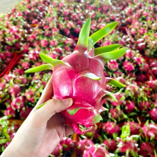 Viet Nam Dragon Fruit