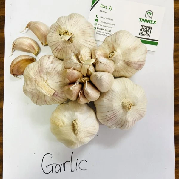 The Best Garlic From Vietnam