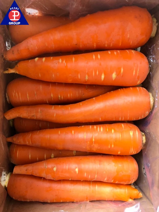 Carrot