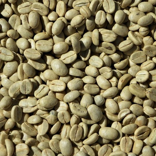 Robusta Screen 13 Unwashed