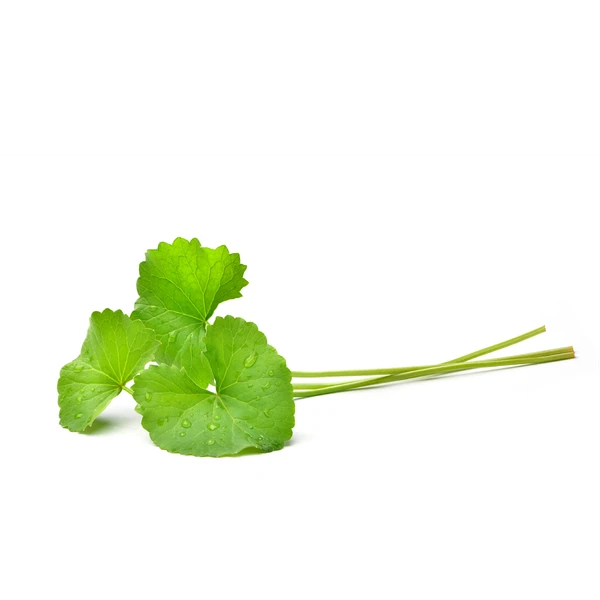 Pennywort