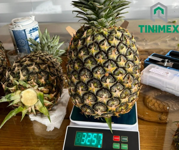 Pineapple Fresh fruit – Tinimex