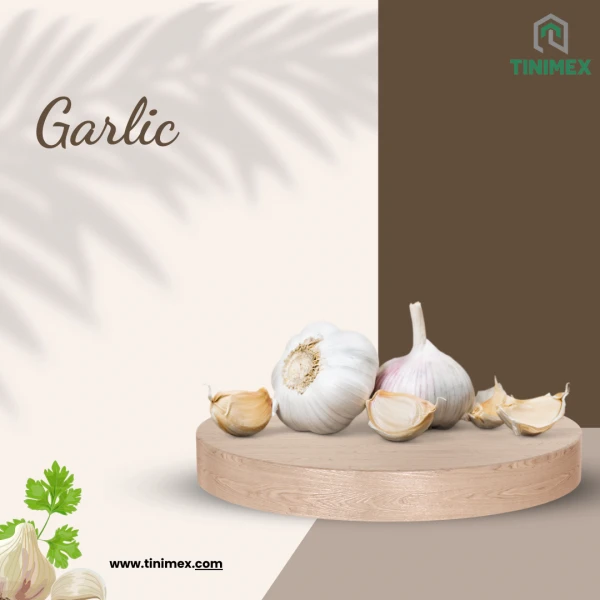 The Best Garlic From Vietnam