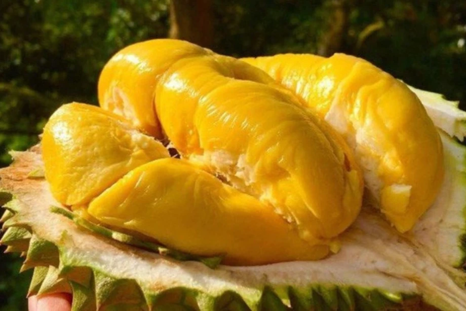 Musang King Durian