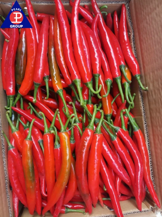 Long Red Chilli