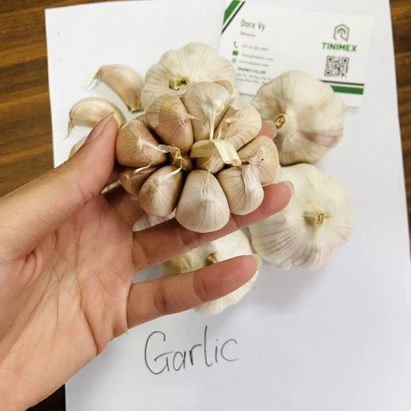 The Best Garlic From Vietnam