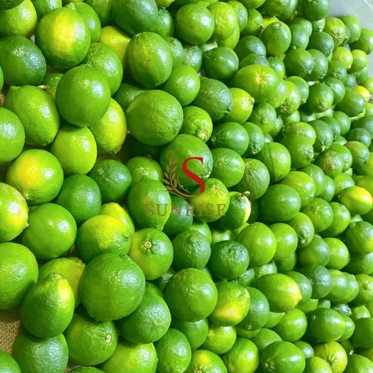 Viet Nam Fresh Seedless Lime