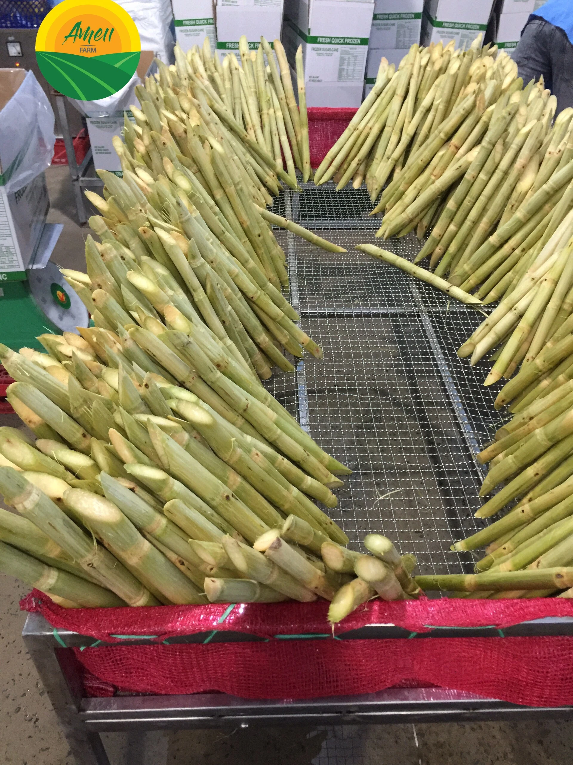 Frozen Sugar Cane