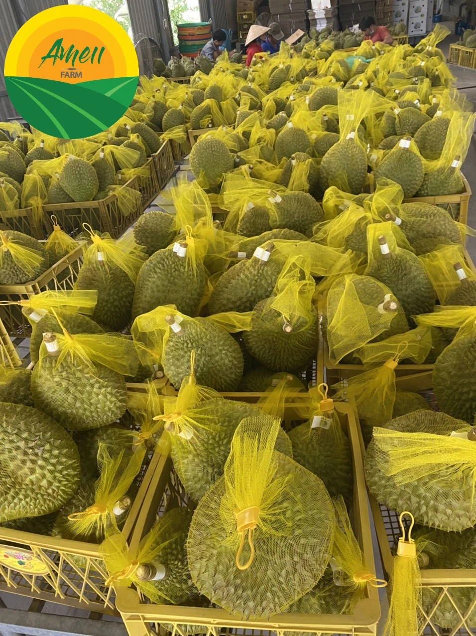 Ameii Durian Ri6/Monthong