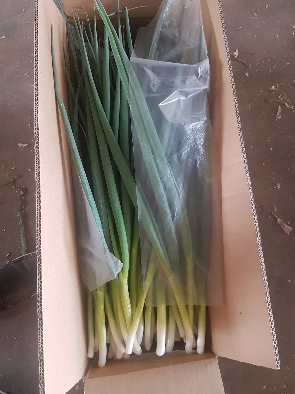 Fresh Scallions