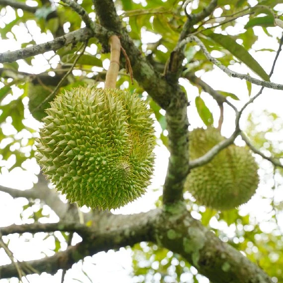 Fresh Durian