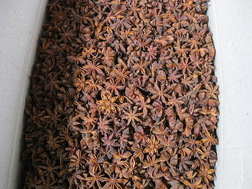 Autumn Star Anise