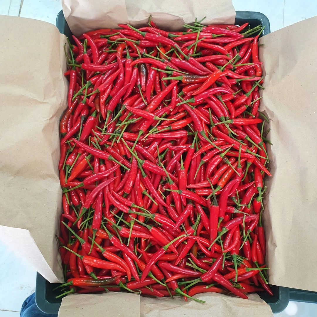 Vietnam Fresh Hot Red Chilli