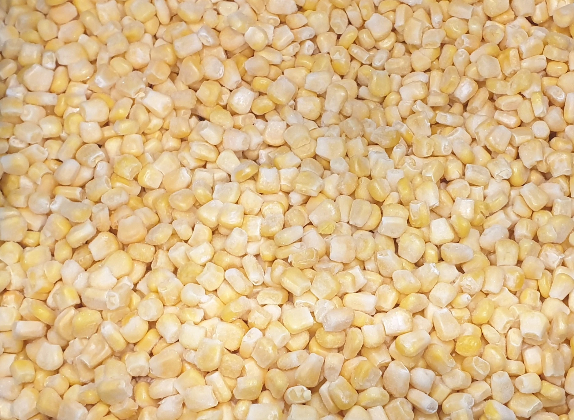 IQF Sweet Corn Kernel