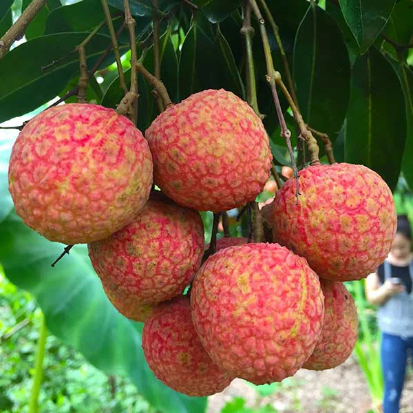 Fresh Lychee