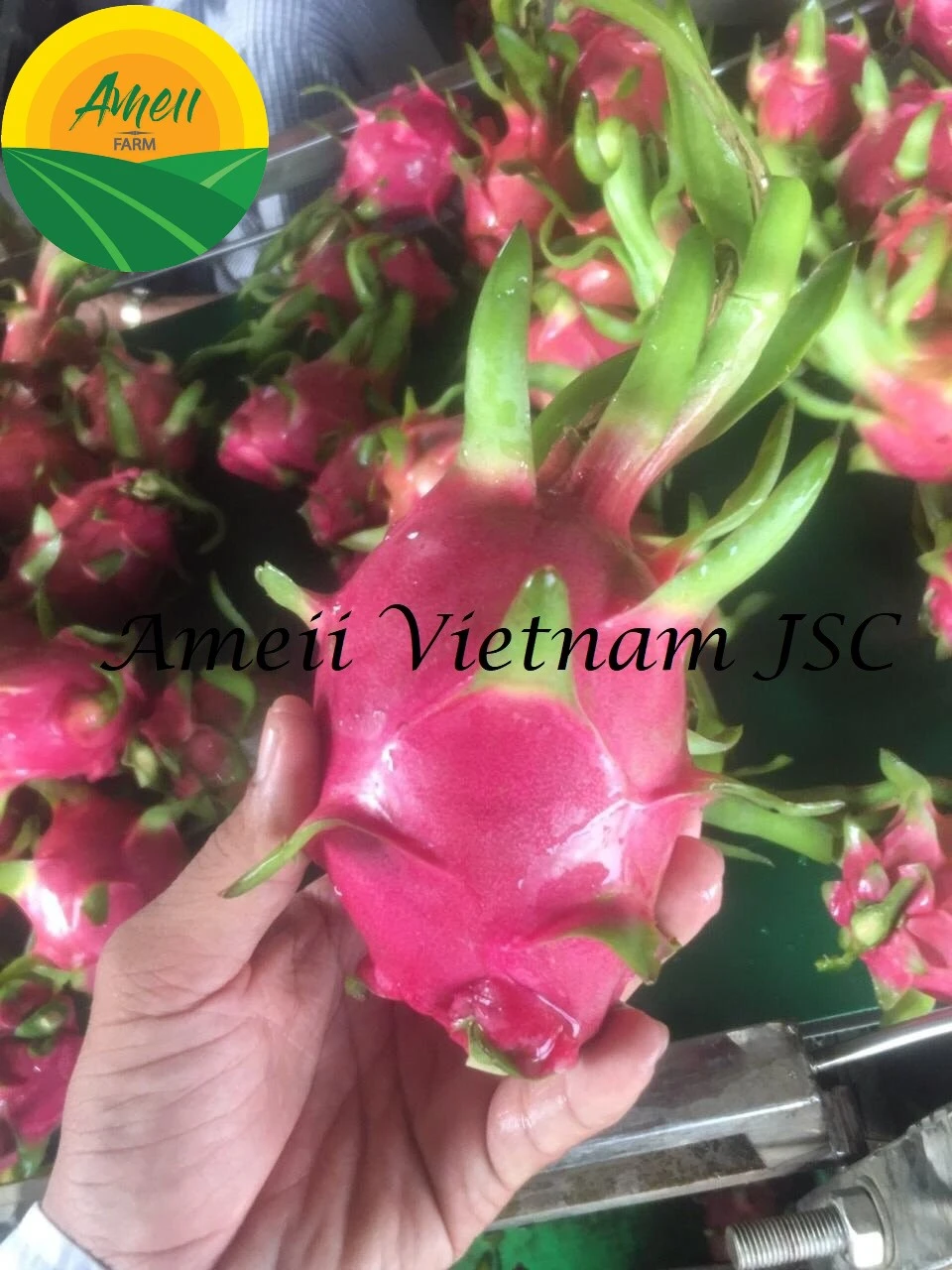 Ameii Red Flesh Dragon Fruit