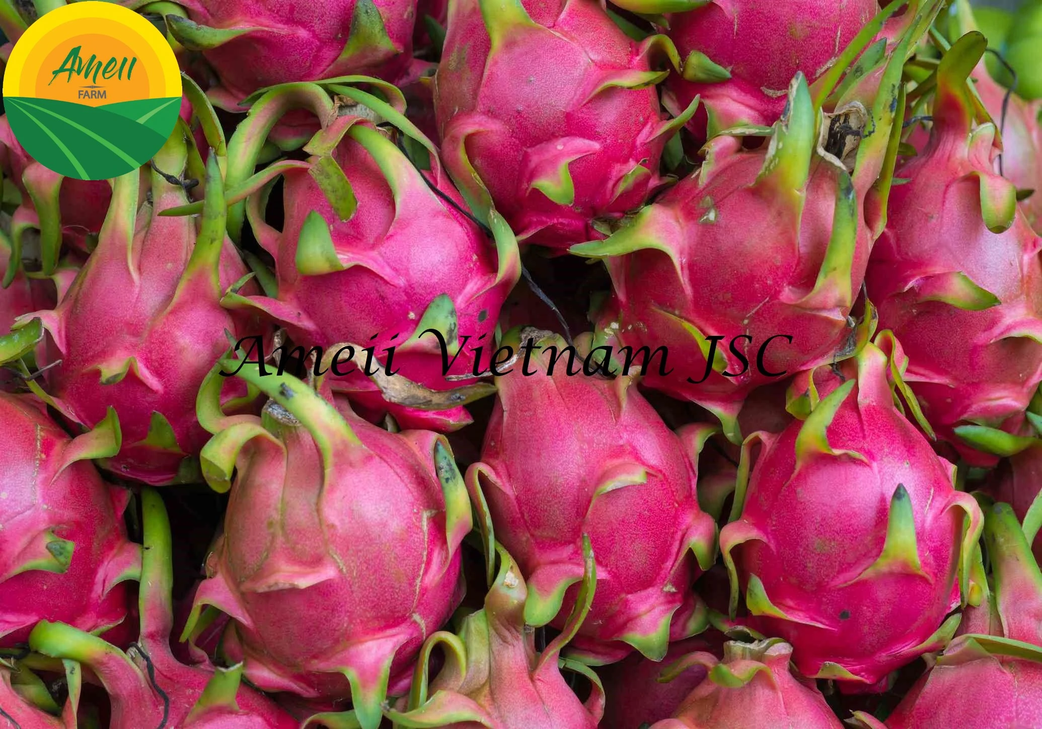 Ameii Red Flesh Dragon Fruit