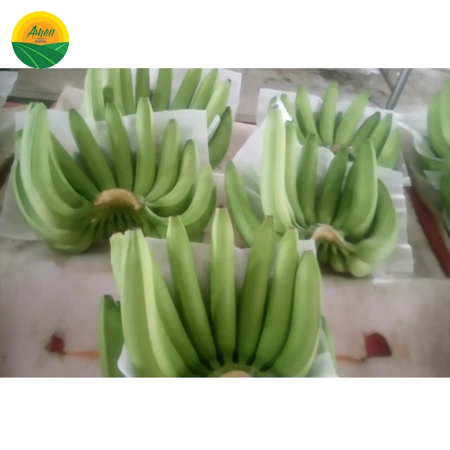 Cavendish Banana