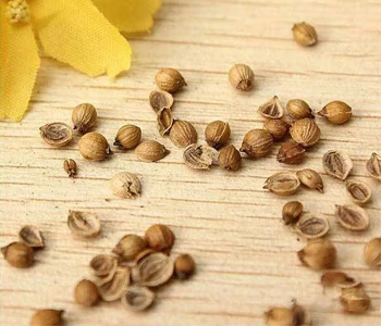 Dried Cilantro Seeds