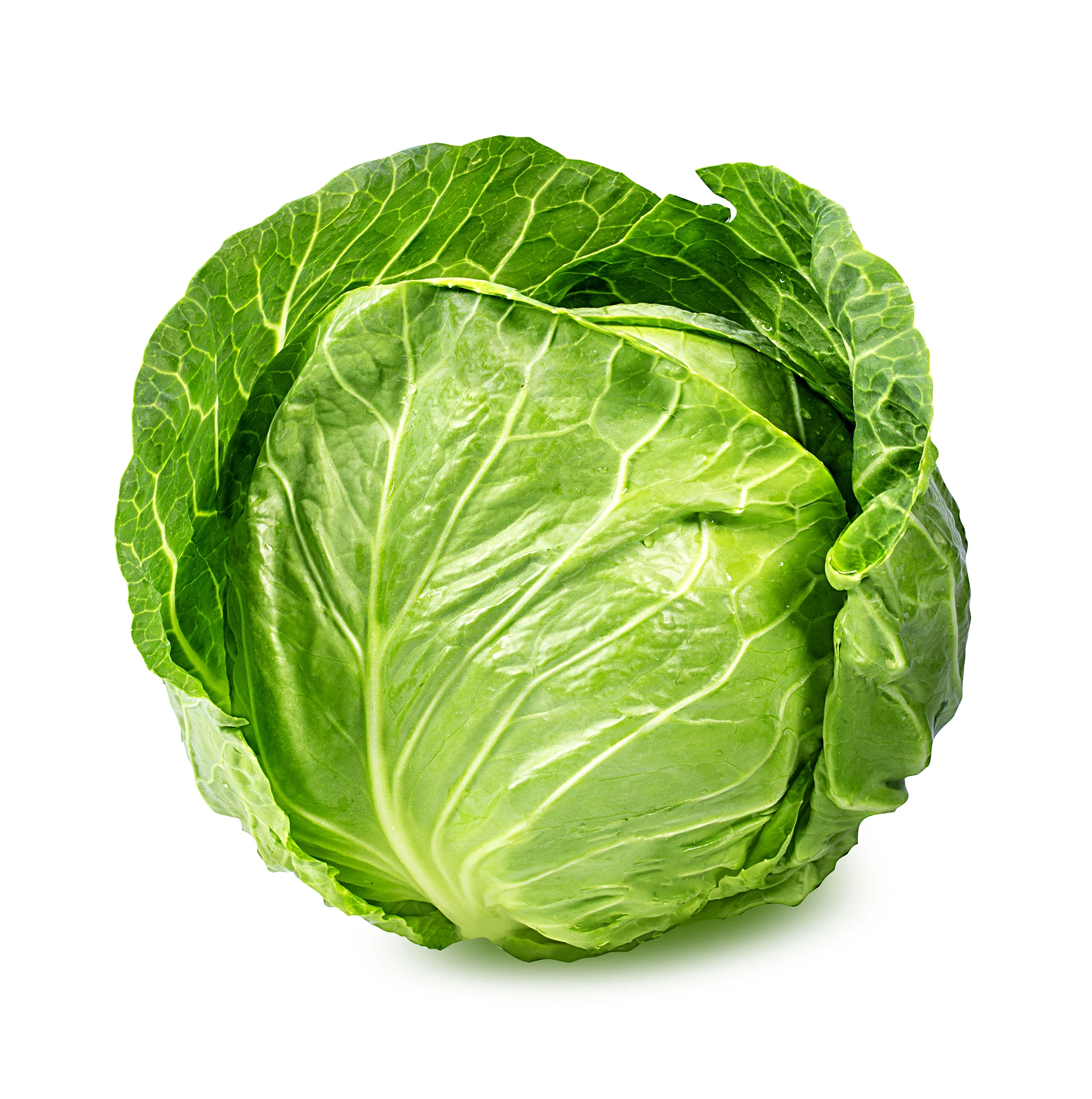 Fresh Cabbage